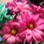 Rose Brenna's profile image