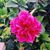 Thanaa Maged's profile image
