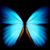 Michelle DiBerto's profile image