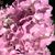 Deb Pearl Hoag's profile image