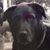 Lisa Whitcomb Smith's profile image