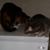 Catz Ladi's profile image