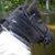 Elisabeth Shane DiStefano's profile image