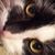 Susanne Bantlis's profile image