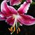 Tamara A. Valentine-Garza's profile image