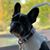 Pat Leach Penske's profile image
