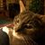 Karen Lengel's profile image