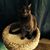 Mary Gillis's profile image