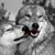Tanya Marical's profile image