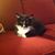 Sandy Enders's profile image