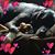 Sue Dulaney's profile image
