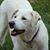 William Schuyler's profile image