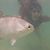 Judy Buckert's profile image