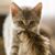 Sandy Hastings's profile image