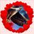 Carol Summerkamp's profile image