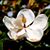 Cynthia Morse Linton's profile image