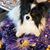Carol Layne Boggess's profile image