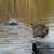 Daniel Lorentz's profile image