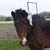 Sue Lamberson's profile image