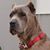 Doug Davis's profile image