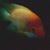 Shon Schooley's profile image