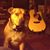 Nick Calabrese's profile image