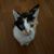 Kae Saunders's profile image