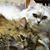 Nazneen Kardec's profile image