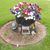 Debbie Smoot Harris's profile image