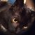 Charlotte Bronte's profile image