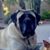 Carol Ann Smith's profile image