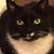 Pat Morris's profile image