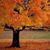 Cathy Doncouse Beck's profile image