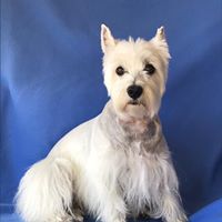 Janice L. Herring's profile image