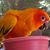 Pamela Healey Price's profile image
