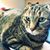 Sharon Hart McKernon's profile image
