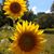 Connie Mitchell Foster's profile image