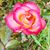 Lorne Altham's profile image