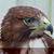 Frederick Ottoway's profile image