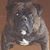 Bull Doggin's profile image