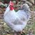 Heather Feather's profile image