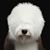 Kris Rocca's profile image