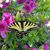Margy Barthol Thornhill's profile image