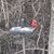 Cindy McDonald Shults's profile image