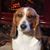 SE Beagle's profile image