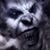 Veselin Markov's profile image