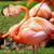 Yernest Flamingo Snow's profile image