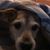 David Wolf English's profile image