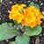 Rea Tuominen's profile image