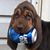Al Hess's profile image